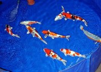Fische_3.JPG