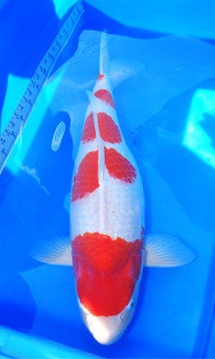 17-4003.JPG