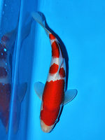 31-02 Young Champion Kims Koi.JPG