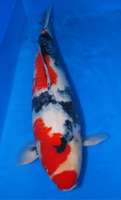 Showa 67 cm-a.JPG