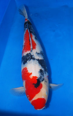 Showa 67 cm-b.JPG