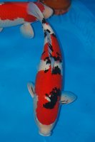 DSC_6849b.jpg