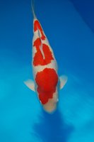 DSC_6668b.jpg