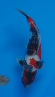 DSC_6677b.jpg