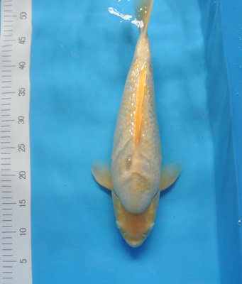 Kojo GR (2).jpg