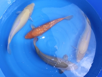 tn_Kawarimono Mix 37-43cm.JPG