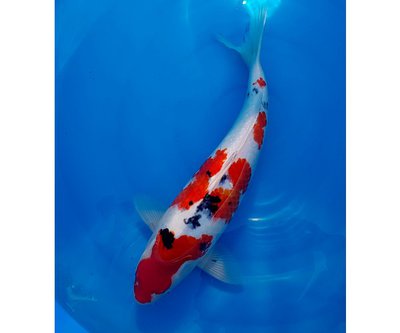 sanke_48cm.jpg