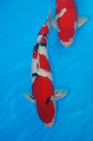DSC_6707b.jpg