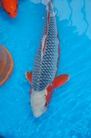 DSC_6754b.jpg