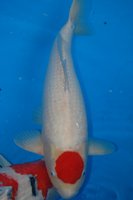 DSC_6794b.jpg