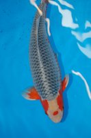 DSC_6797b.jpg