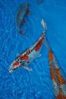 DSC_6798b.jpg