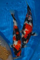DSC_6804b.jpg