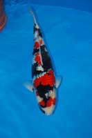 DSC_6806b.jpg