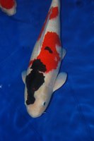 DSC_6822b.jpg