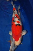 DSC_6828b.jpg
