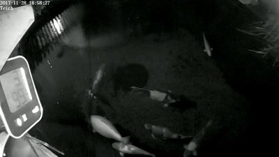 C 1 Teich_2017-11-28_185829-800x450.jpg