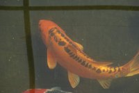 DSC00525.jpg