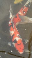 Showa1.jpg