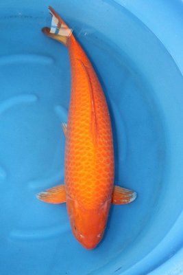tn_Benigoi 81 cm.jpg