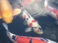 Dainichi Showa 1.JPG