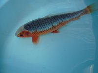 k-DSC_5512.JPG