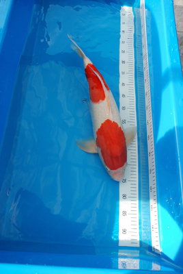 2_Kohaku_55cm_w_.JPG