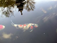 Dainichi Showa 3.A.JPG