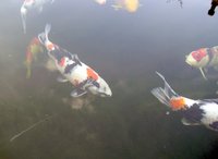 Dainichi Showa 4.A.JPG