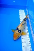 Sanke 46cm 50,-.JPG