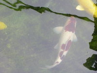 goromo 2.jpg