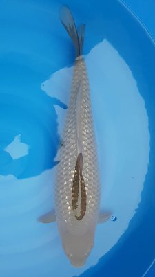 Ginrin Chagoi - Nisai - 51cm - male.jpg