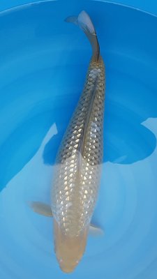 Ginrin Ochiba - Nisai - 53cm - female.jpg