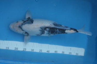 Shiro 50cm.JPG