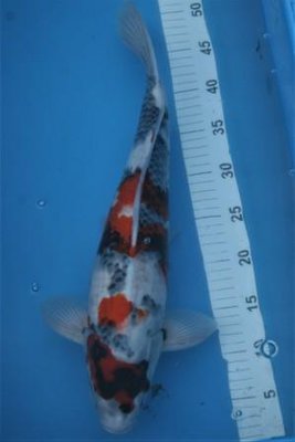 Showa 50 cm.JPG