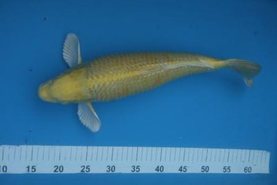 Yamabuki 47 cm.JPG