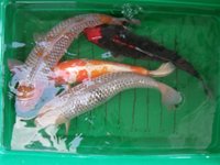 neue koi 1 (Small).JPG