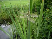 Libelle_.jpg