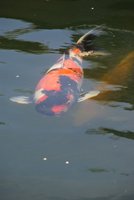 DSC00659b.jpg