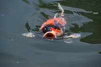 DSC00663b.jpg