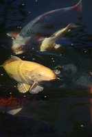 DSC00647b.jpg