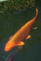 DSC00645b.jpg