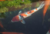 k-DSC_6204.JPG