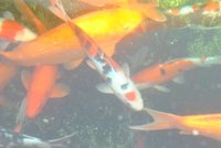 k-DSC_6214.JPG