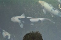 k-DSC_6224.JPG