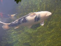 IMGP0908.JPG