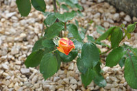 DSC_0184.JPG