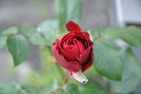 DSC_0196.JPG