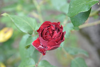 DSC_0197.JPG