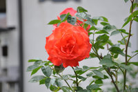 DSC_0198.JPG